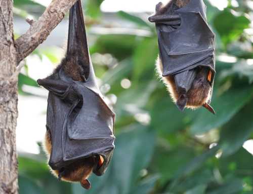 ALFABETO DEL BIOFUTURO: Pipistrelli, Quarantena, Retrovirus